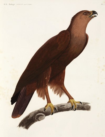 Aquila stridula, Egitto da Unbekannter Künstler