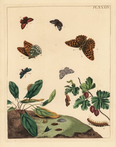 Farfalla fritillaria argentata, Argynnis paphia, falena foresta, Adscita statices, L. o falena uva spina, Halia vauaria, piccola farfalla rame, Lycaena phlaeas, skipper scuro, Erynnis tages, e cespuglio di uva spina, Ribes grossularia da Unbekannter Künstler