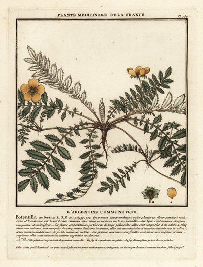 Potentilla anserina, Potentilla anserina da Unbekannter Künstler