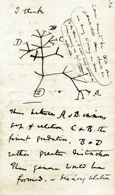 Schizzo di Charles Darwin (1809-1882) dal suo primo taccuino Transmutazione delle specie: questo è il suo primo diagramma riferito alla sua teoria dell