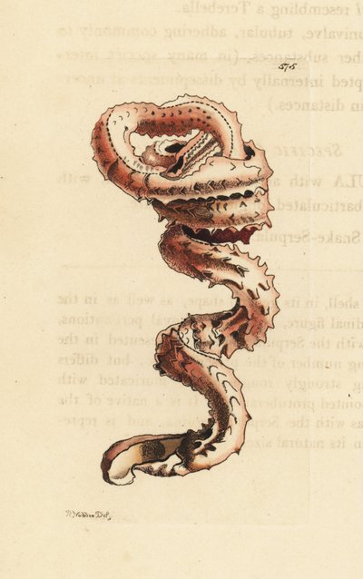 Conchiglia di verme fessurato, Tenagodus anguinus (Serpula muricata). Illustrazione disegnata e incisa da Richard Polydore Nodder. Incisione a mano colorata da George Shaw e Frederick Nodder