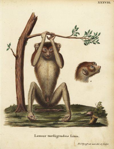Lemure lento o loris snello rosso, Loris tardigradus. In pericolo. Lemur tardigradus Linn. Incisione a mano colorata su rame disegnata e incisa da Hermann Jakob Tyroff da Illustrazioni animali di Johann Christian Daniel Schreber da Unbekannter Künstler
