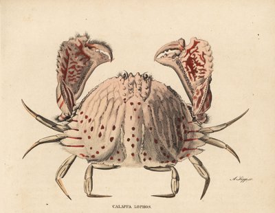 Granchio scatola liscio o macchiato di rosso, Calappa calappa (Calappa lophos). Incisione su acciaio colorata a mano di A. Scipp dalla 