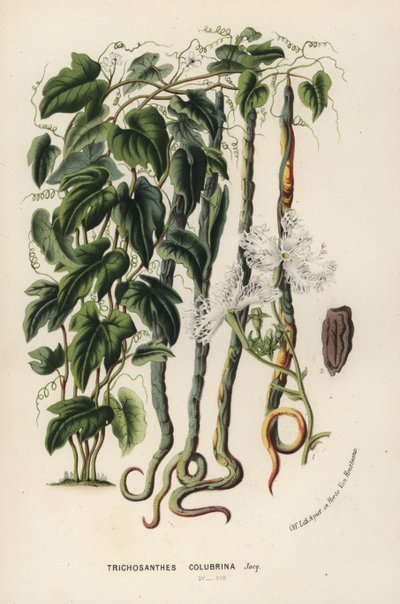 Zucca serpente, Trichosanthes cucumerina. Litografia a mano colorata dal libro di Louis van Houtte e Charles Lemaire