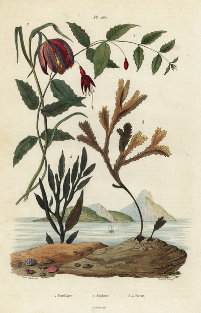 Fritillaria meleagris 1, fucsia colibrì, Fuchsia magellanica 2, alga dentata, Fucus serratus 3 e Fucus siliqueux 4 da Unbekannt