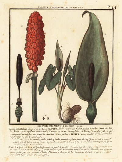 Arum maculatum da Unbekannter Künstler