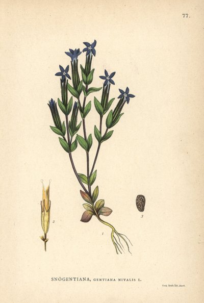 Genziana delle nevi, Gentiana nivalis da Unbekannter Künstler