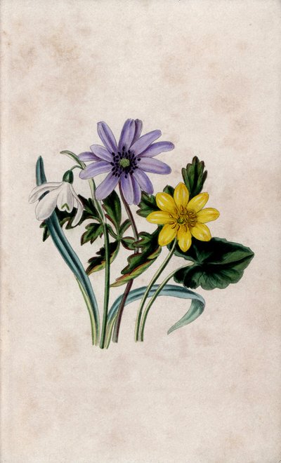 Bucaneve, anemone blu e piccola celidonia. Litografia di Louisa Anne Twamley in 
