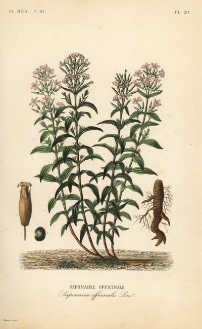 Saponaria da Unbekannt