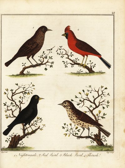 Uccelli canori: usignolo, uccello rosso, merlo e tordo da Unbekannter Künstler