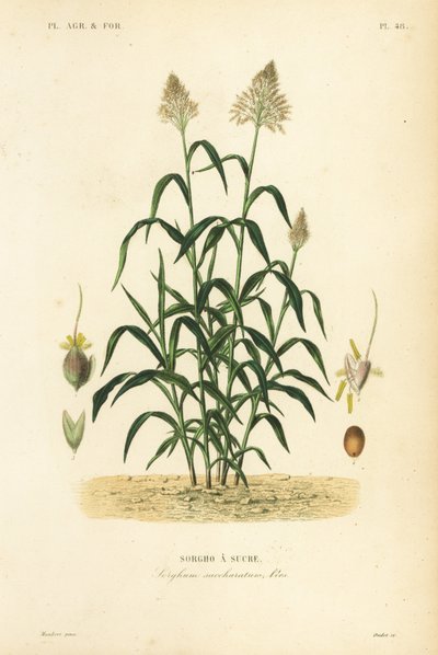 Sorgo, Sorghum bicolor da Unbekannt