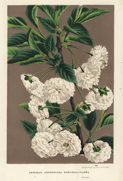 Ciliegio acido, Prunus cerasus (caproniana ranunculiflora). Litografia a mano colorata da Flowers of the Gardens and Hothouses of Europe di Louis van Houtte e Charles Lemaire, Flore des Serres et des Jardins de l