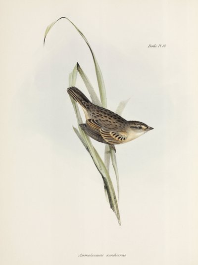 Passero o fringuello, c 1832-1836 da Unbekannter Künstler
