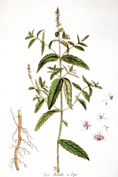 Menta piperita da Unbekannter Künstler