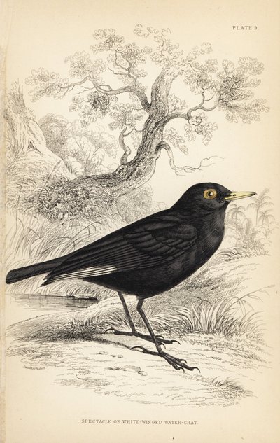 Tiranno dagli occhiali, Hymenops perspicillatus da Unbekannter Künstler