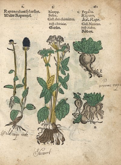 Phyteuma spicatum, Sium sisarum e Brassica rapa. Incisione su legno colorata a mano da un