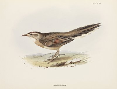 Spinetail, Sud America, c. 1832-1836 da Unbekannter Künstler