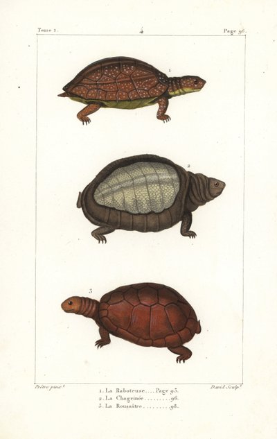 Tartaruga maculata, Rhinoclemmys punctularia, tartaruga indiana, Lyssemys punctata, e tartaruga elmetto nordafricana, Pelomedusa subrufa olivacea da Unbekannter Künstler
