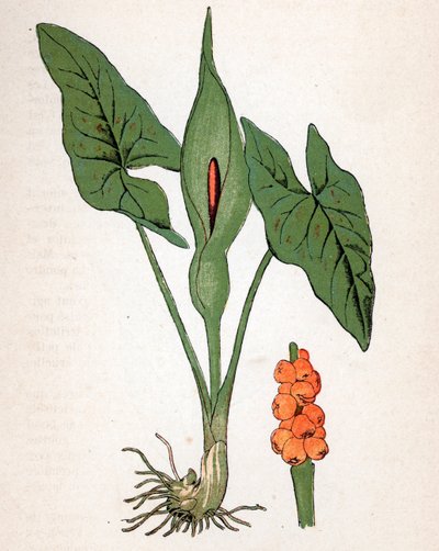 Giglio maculato (Arum maculatum o Chandelle, Mantello della Vergine Maria, Pilette o Vachotte) (testa di serpente, radice dell