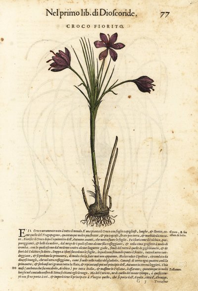 Crocus vernus (Croco fiorito) da Unbekannter Künstler
