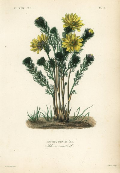 Adonide di primavera o falso elleboro, Adonis vernalis da Unbekannt