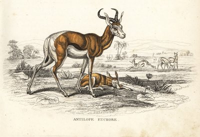 Springbok, Antidorcas marsupialis (Antilope euchore). Litografia colorata a mano dalla 