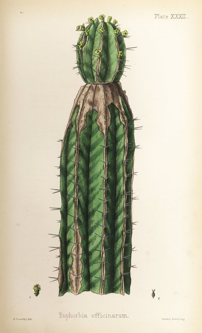 Euforbia, Euphorbia officinarum. Litografia colorata a mano di Henry Sowerby da Flora Homeopathica di Edward Hamilton, Bailliere, Londra da Unbekannter Künstler