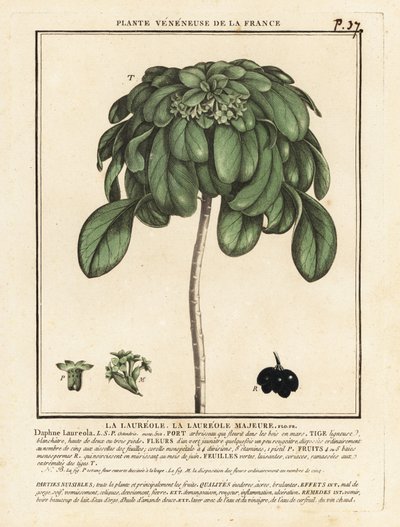 Daphne laureola da Unbekannter Künstler