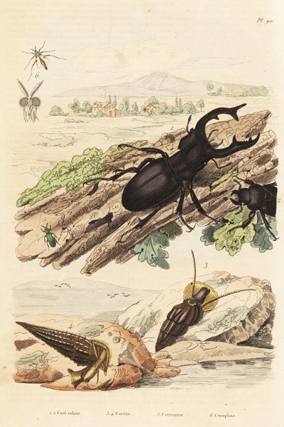 Cervo volante, Lucanus cervus, Cerithium sulcatum e molluschi Rhinoclavis aspera, Cerocoma elateroides e vespa Keroplatus tipuloides da Unbekannt