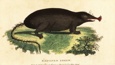 Talpa dal naso stellato, Condylura cristata da Unbekannter Künstler