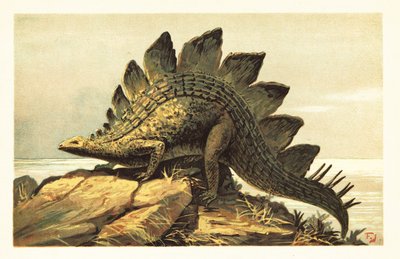 Stegosauro, genere estinto di dinosauro erbivoro. 1908 (litografia) da Unbekannter Künstler