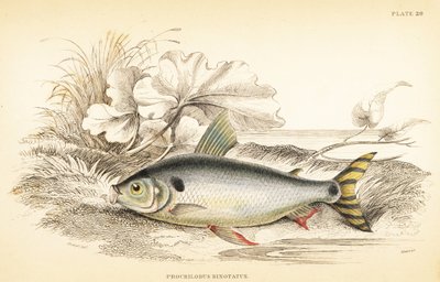 Steindachnerina binotata. Incisione a mano colorata da W.H. Lizars da un