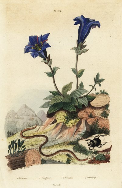 Genziana senza fusto, Gentiana acaulis 1, Clavaria ophioglossoides 2, centopiedi, Geophilus walckenaerii 3 e scarabeo, Geotrupes momus 4 da Unbekannt