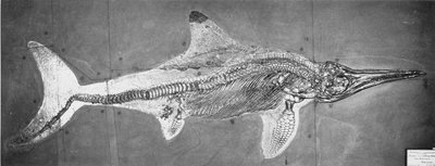Stenopterygius megacephalus (l