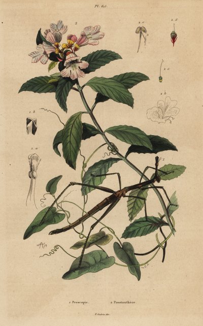 Insetto stecco, Proscopia granulata, e cespuglio di Natale vittoriano, Prostanthera lasianthos da Unbekannt