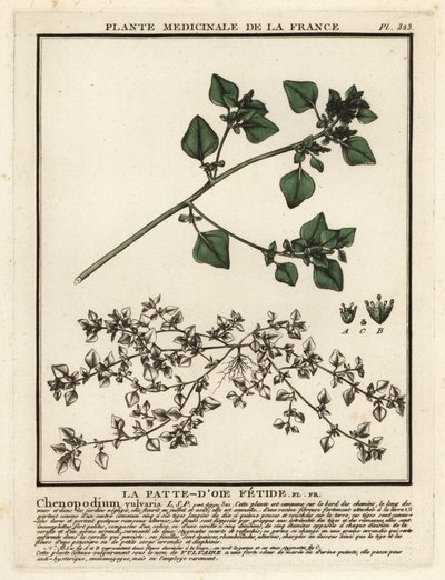 Chenopodio maleodorante, Chenopodium vulvaria da Unbekannter Künstler