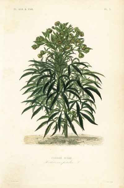 Elleboro puzzolente, Helleborus foetidus da Unbekannt
