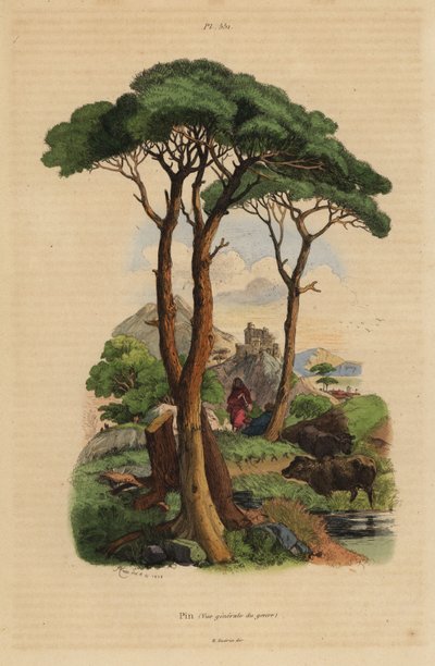 Pino domestico, Pinus pinea da Unbekannt