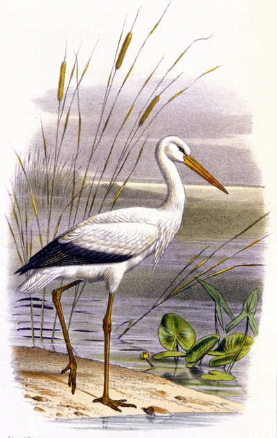 Cicogna, c.1850 da Unbekannter Künstler