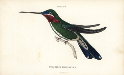Colibrì a strisce, Heliomaster squamosus. Incisione a mano colorata da William Lizars dal libro di Sir William Jardine