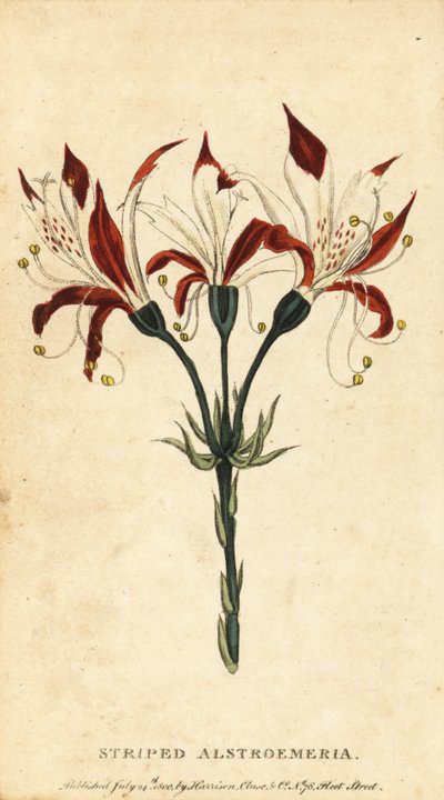 Alstroemeria striata, Alstroemeria ligtu, 1800 da Unbekannter Künstler