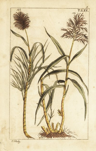 Canna da zucchero, Saccharum officinarum da Unbekannter Künstler