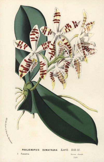 Orchidea Phalaenopsis di Sumatra, Phalaenopsis sumatrana. Litografia a mano colorata dal libro di Louis van Houtte e Charles Lemaire