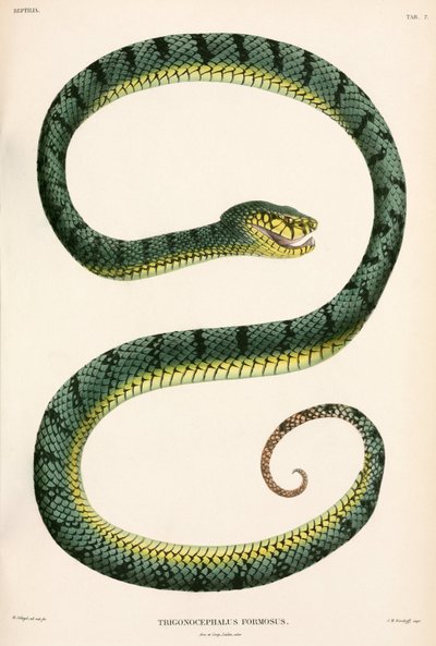 Vipera di Sumatra, Indonesia da Unbekannter Künstler
