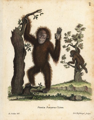 Orangutan di Sumatra, Pongo abelii da Unbekannter Künstler