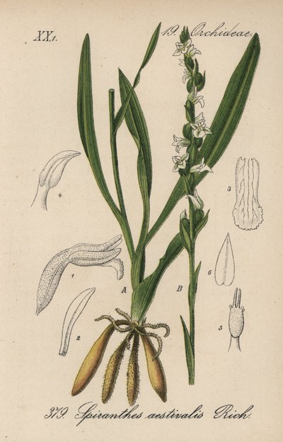 Spiranth estivo - Treccia estiva, Spiranthes aestivalis. Litografia colorata a mano da Flora tedesca di Diederich von Schlechtendal (Flora von Deutschland), Jena da Unbekannter Künstler