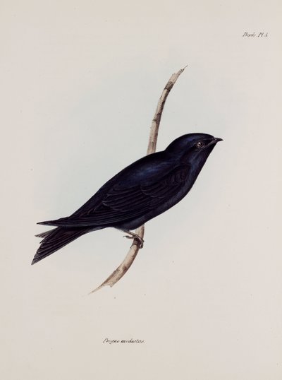 Rondine o balestruccio, Sud America, c. 1832-1836 da Unbekannt