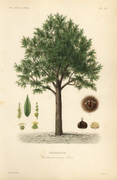 Castagno, Castanea sativa, Castanea vesca da Unbekannt