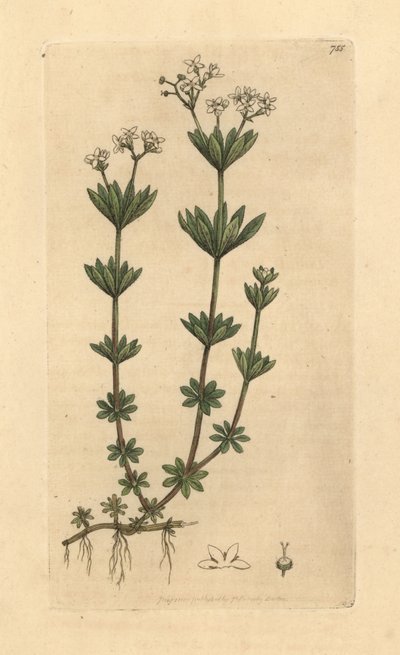 Galio odoroso, Galium odoratum (Asperula odorata) (gaillet odorant) Incisione a mano colorata da un disegno di James Sowerby per English Botany di James Smith da Unbekannter Künstler