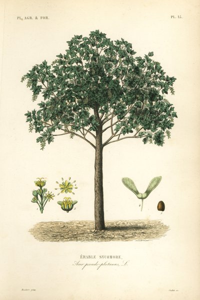 Acero sicomoro, Acer pseudoplatanas da Unbekannt